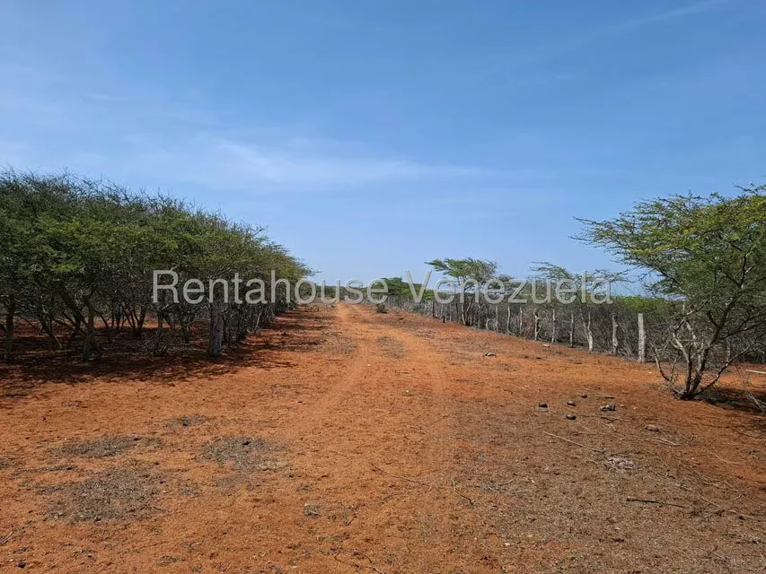 Terreno (Finca) en Venta en Pueblo Nuevo, Falcon - 12