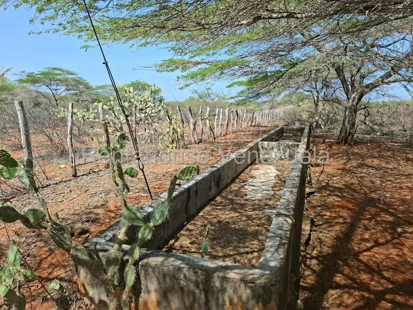 Terreno (Finca) en Venta en Pueblo Nuevo, Falcon - 14