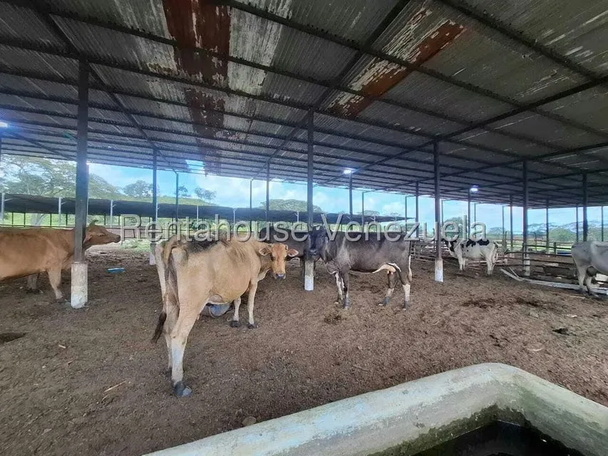 Casa (1 Nivel) en Venta en Asentamiento Campesino Embalse Cabuy, Yaracuy - 61