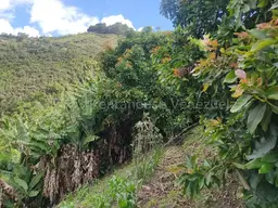 View 33