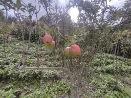 View 35