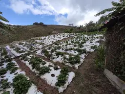 View 39