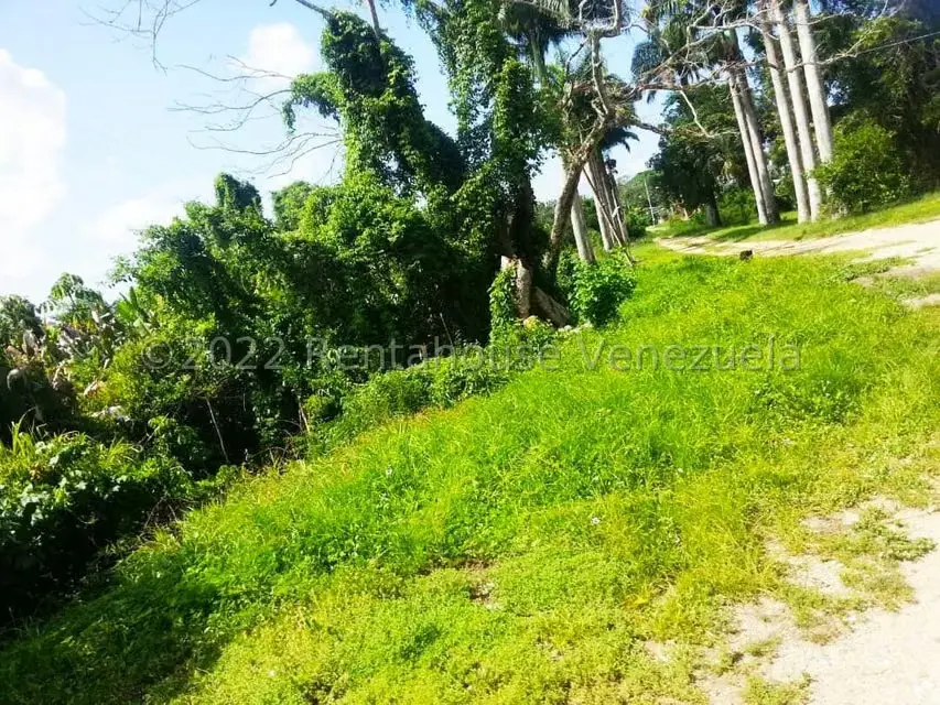 Terreno (Finca) en Venta en Higuerote, Miranda - 4
