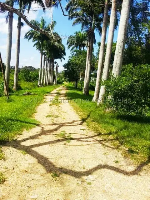 Terreno (Finca) en Venta en Higuerote, Miranda - 5
