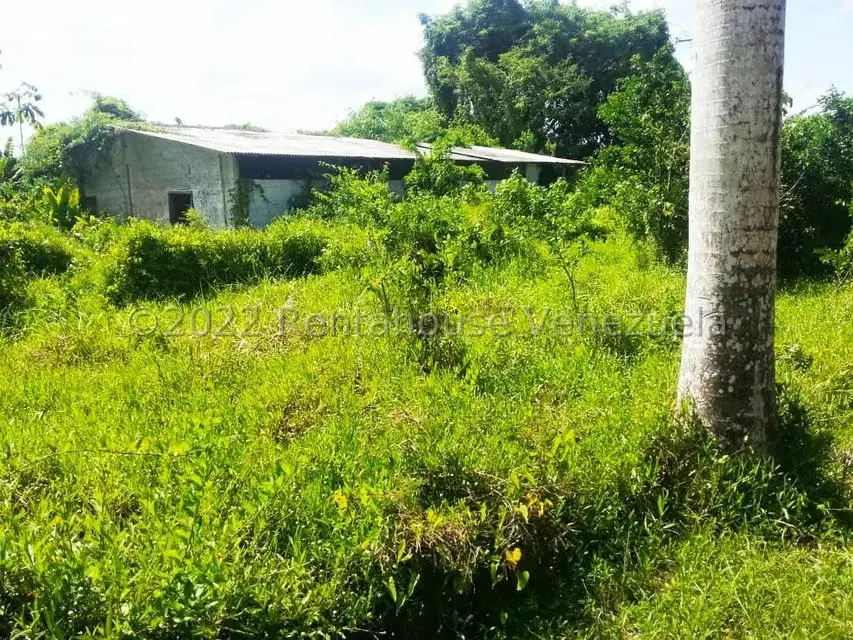 Terreno (Finca) en Venta en Higuerote, Miranda - 52