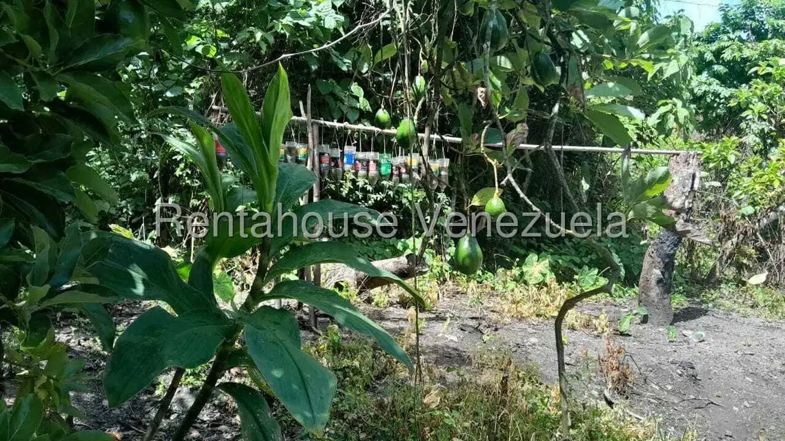 Terreno (Finca) en Venta en Villa Capseoj, Miranda - 6