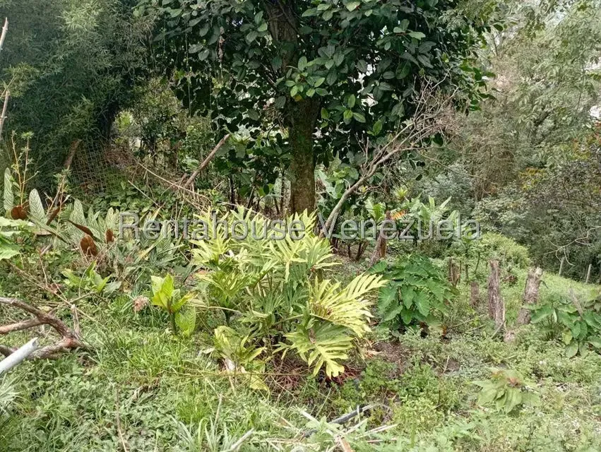 Terreno (Finca) en Venta en El Rincon, Merida - 51