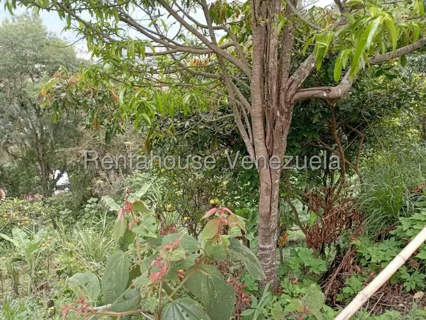 Terreno (Finca) en Venta en El Rincon, Merida - 62