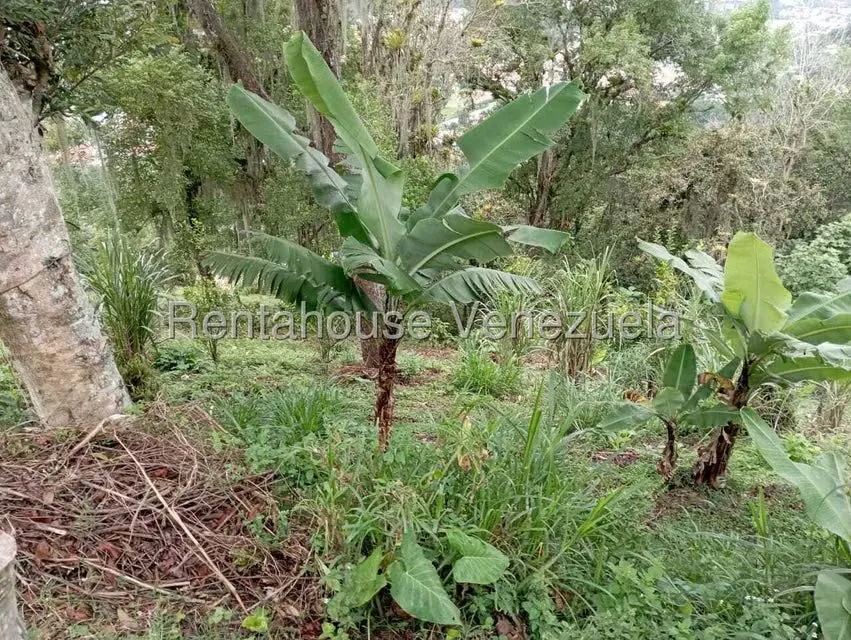 Terreno (Finca) en Venta en El Rincon, Merida - 96
