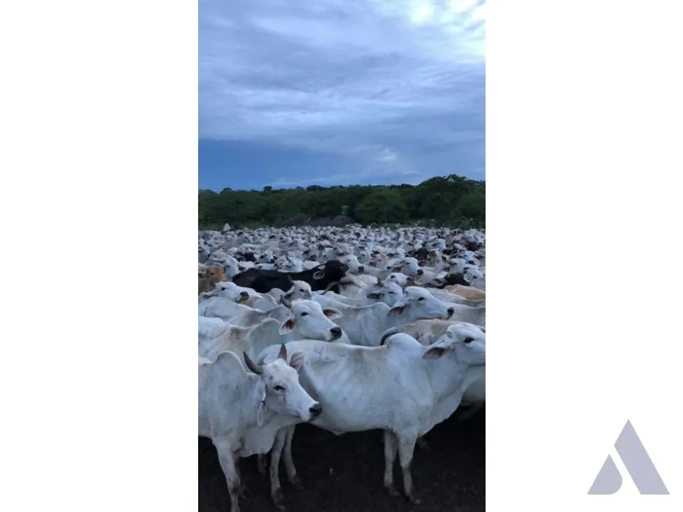Vendo finca mecanizada agrícola y ganadera 3200Ha Guárico 2783