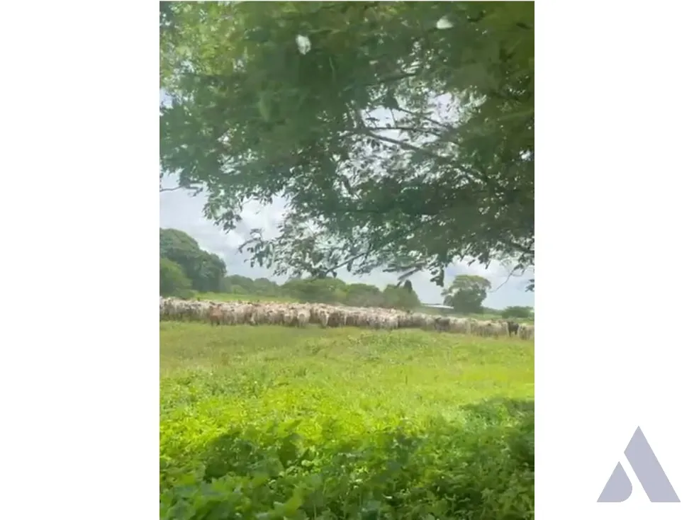 Vendo finca mecanizada agrícola y ganadera 3200Ha Guárico 2783 - 29