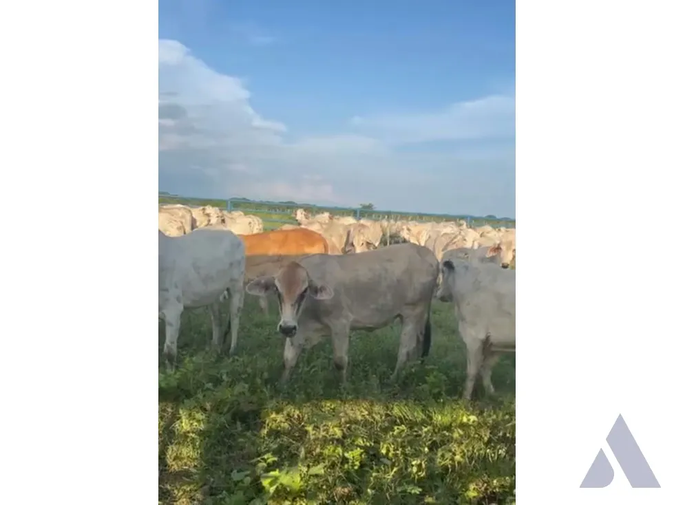 Vendo finca mecanizada agrícola y ganadera 3200Ha Guárico 2783 - 30
