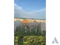 View 30