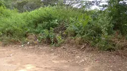 Vista 11