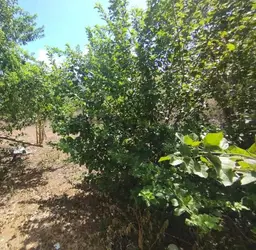 Vista 7