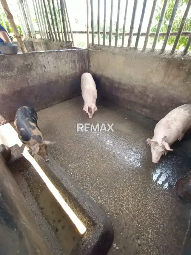 EN VENTA FINCA EN QUIRIQUIRE, SECTOR LOS BAÑOS. ESTADO MONAGAS - 9