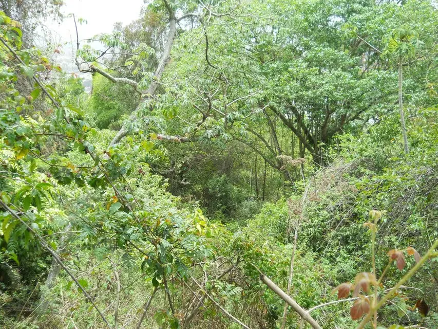 Terreno (Comercial) en Venta en El Peñon, Distrito Metropolitano - 11