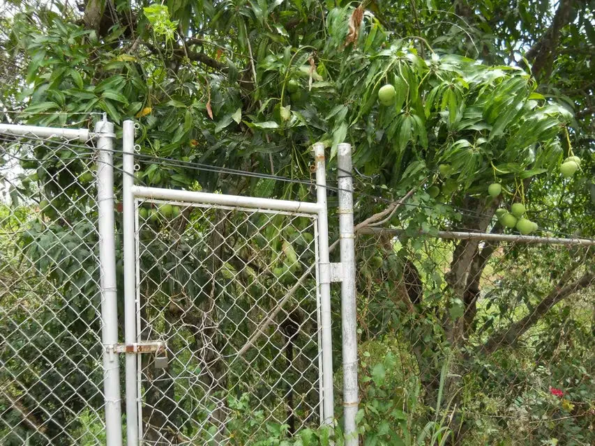 Terreno (Comercial) en Venta en El Peñon, Distrito Metropolitano - 6