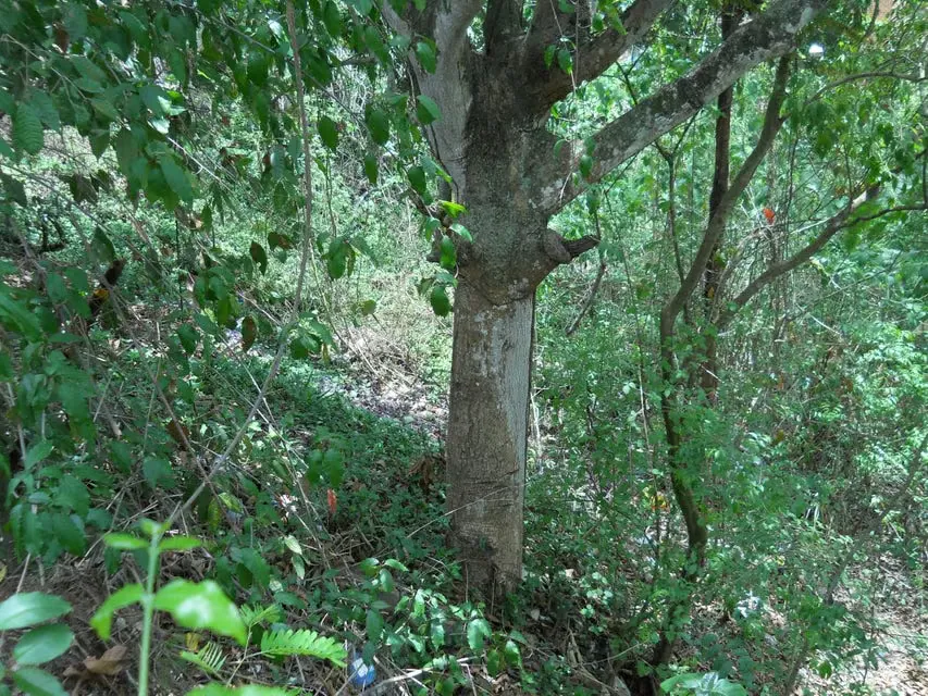 Terreno (Comercial) en Venta en El Peñon, Distrito Metropolitano - 8