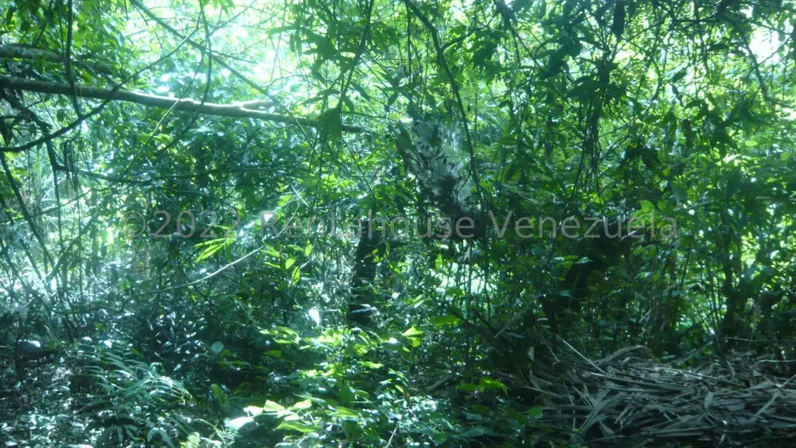 Terreno (Residencial) en Venta en La Union, Distrito Metropolitano - 10