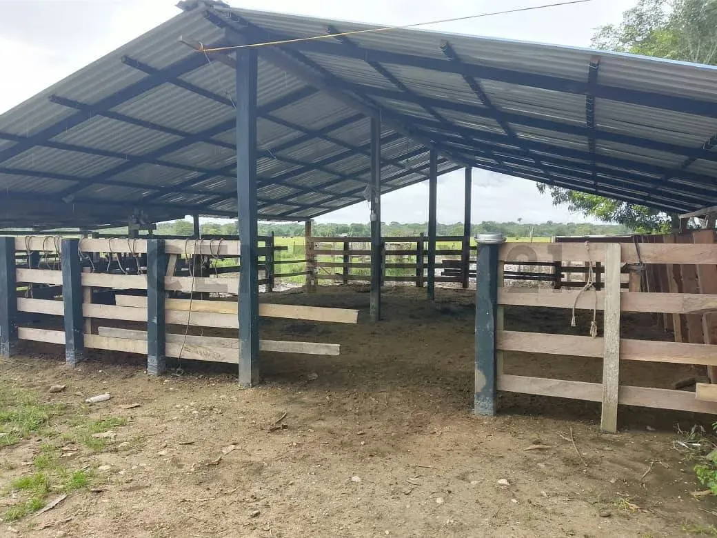 EN VENTA FINCA PRODUCTIVA EN GUACAS VIA GUASDUALITO, ESTADO APURE. - 11