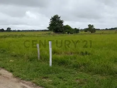 EN VENTA FINCA PRODUCTIVA EN GUACAS VIA GUASDUALITO, ESTADO APURE. - 2