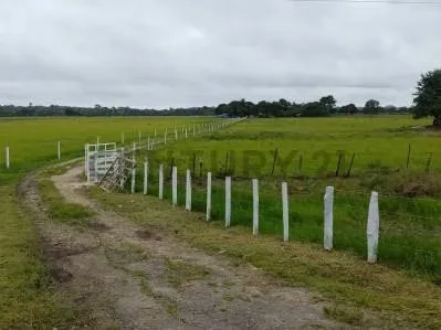 EN VENTA FINCA PRODUCTIVA EN GUACAS VIA GUASDUALITO, ESTADO APURE. - 3