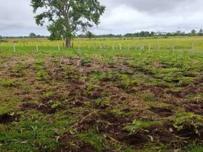 EN VENTA FINCA PRODUCTIVA EN GUACAS VIA GUASDUALITO, ESTADO APURE. - 5