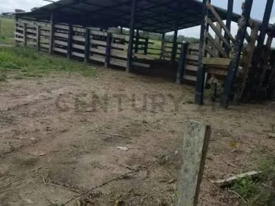 EN VENTA FINCA PRODUCTIVA EN GUACAS VIA GUASDUALITO, ESTADO APURE. - 8