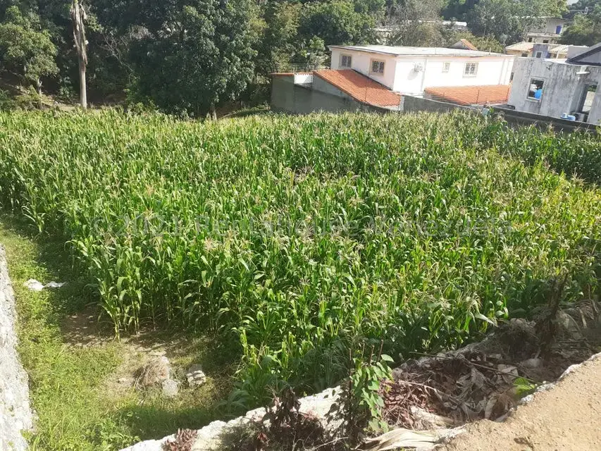 Terreno (Residencial) en Venta en Los Naranjos, Guarico - 2