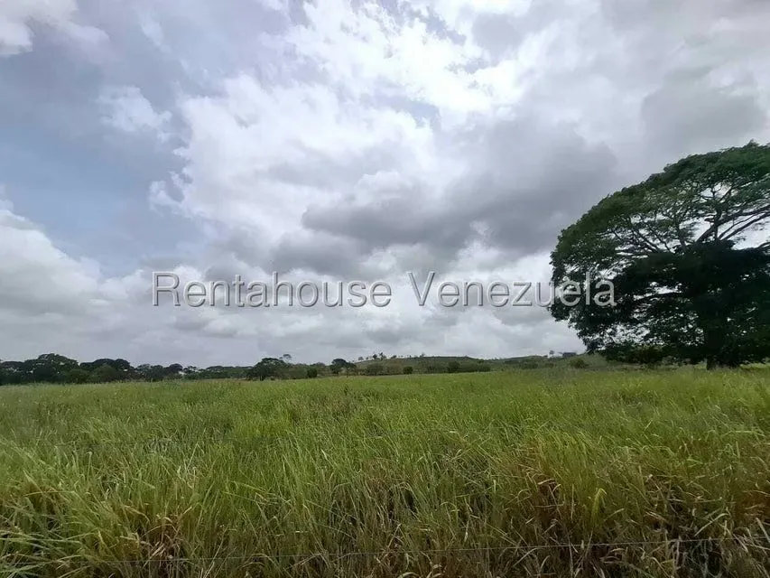Terreno (Finca) en Venta en San Felipe, Yaracuy - 21