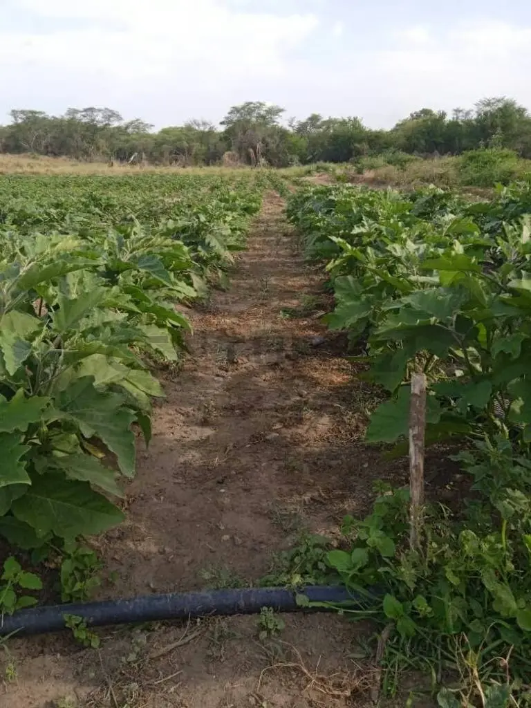 Hermosa Finca en Venta. Ubicación : San Joaquín. - 14