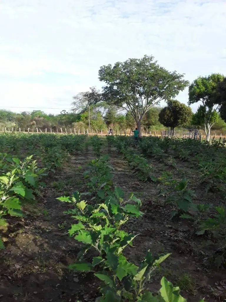 Hermosa Finca en Venta. Ubicación : San Joaquín. - 15