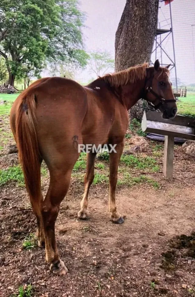 Venta de Finca en Caño Benito 500 hectareas con todo Incluido - 16