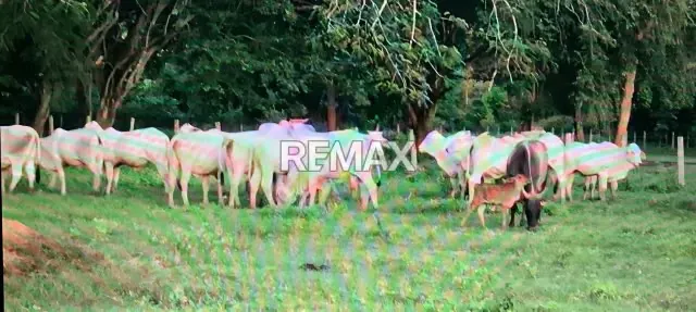 Venta de Finca en Caño Benito 500 hectareas con todo Incluido - 17
