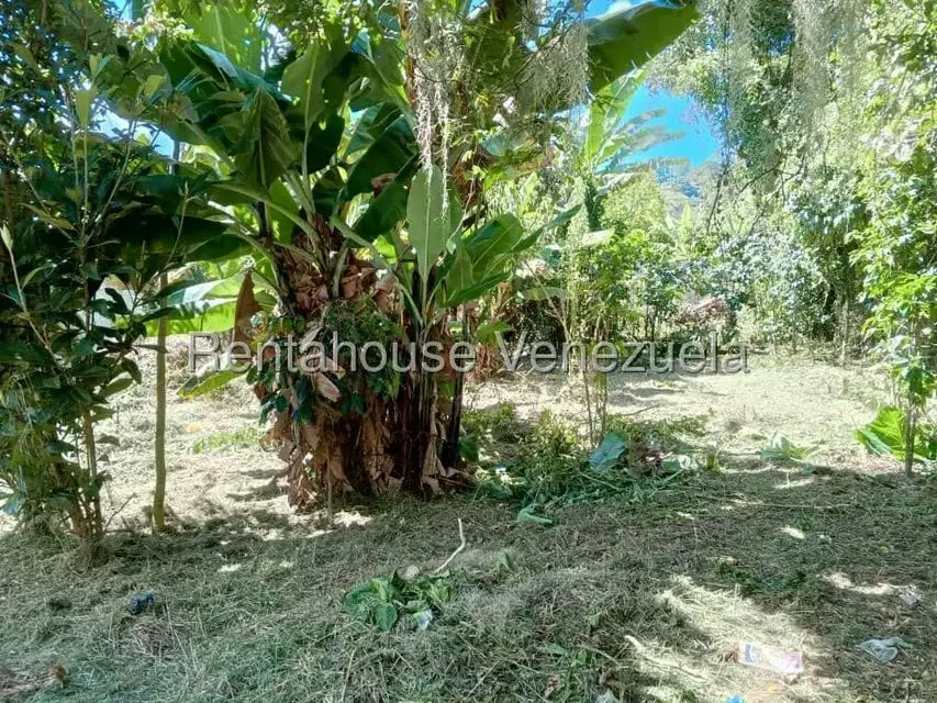 Terreno (Residencial) en Venta en Primera Sabana, Trujillo - 5