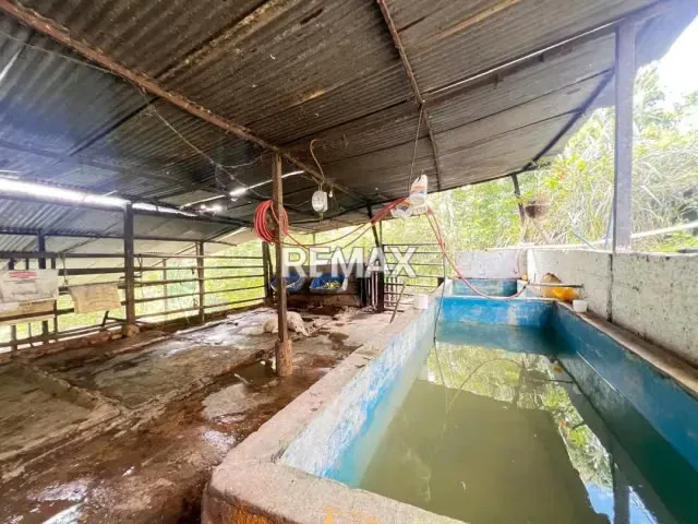 Finca productiva* DENOMINADA “LOS CAJONES” A orilla de la carretera principal de la vía Rubio, Kilómetro 10 Palma de Cera, Sector Las Vegas - 9