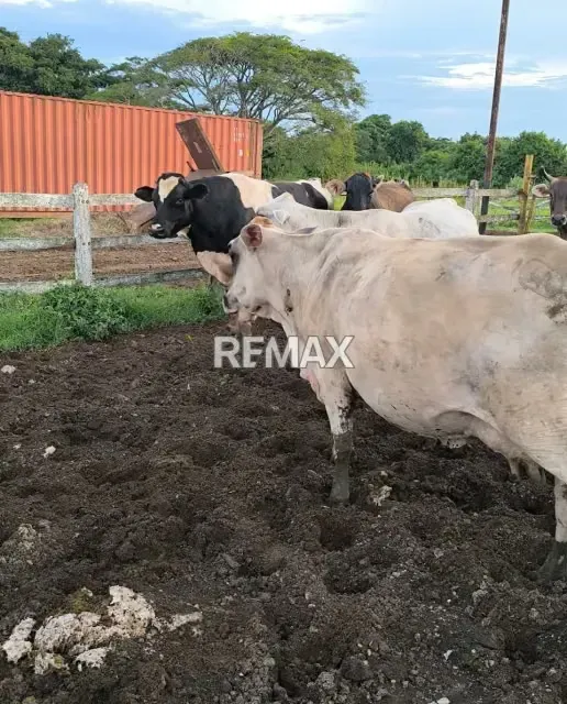 En venta Finca Clarines Estado Anzoátegui Lista para Producir
