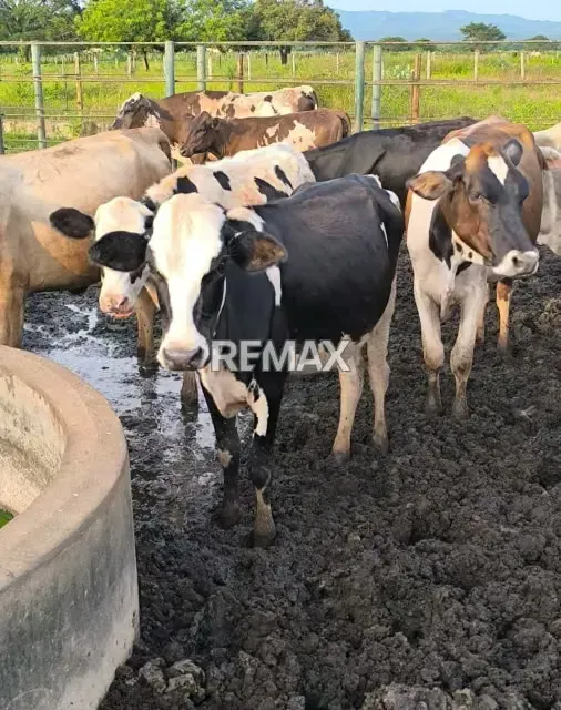 En venta Finca Clarines Estado Anzoátegui Lista para Producir - 3