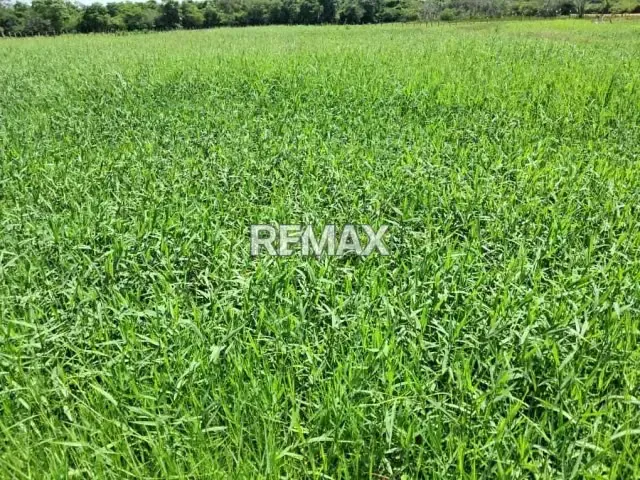 En venta Finca Clarines Estado Anzoátegui Lista para Producir - 4