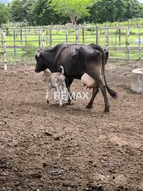 En venta Finca Clarines Estado Anzoátegui Lista para Producir - 5