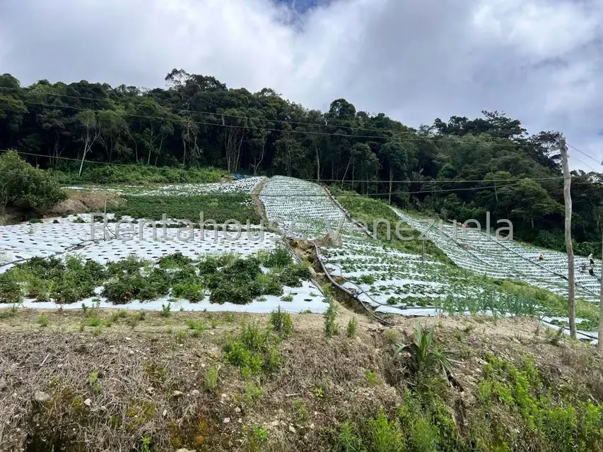 Terreno (Comercial) en Venta en La Colonia Tovar, Aragua - 12