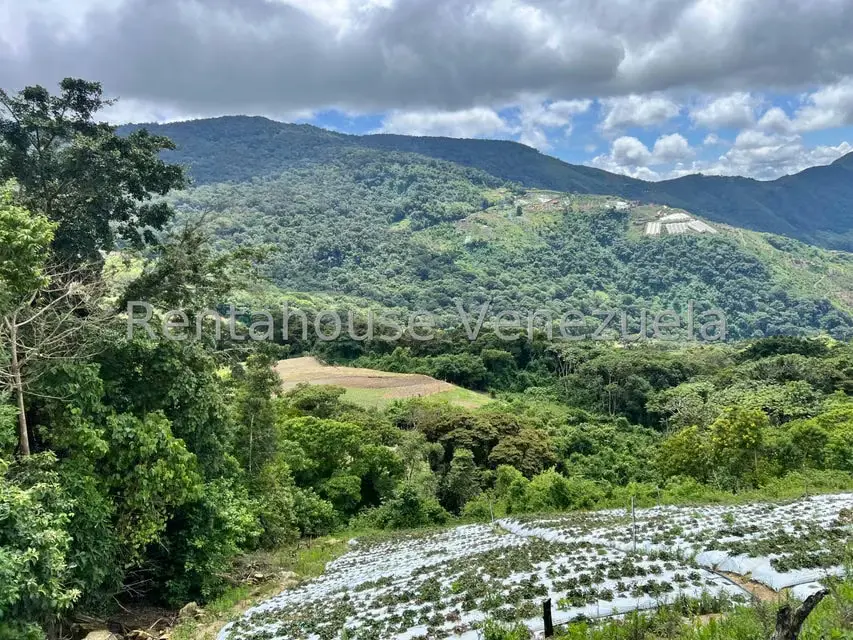 Terreno (Comercial) en Venta en La Colonia Tovar, Aragua - 13