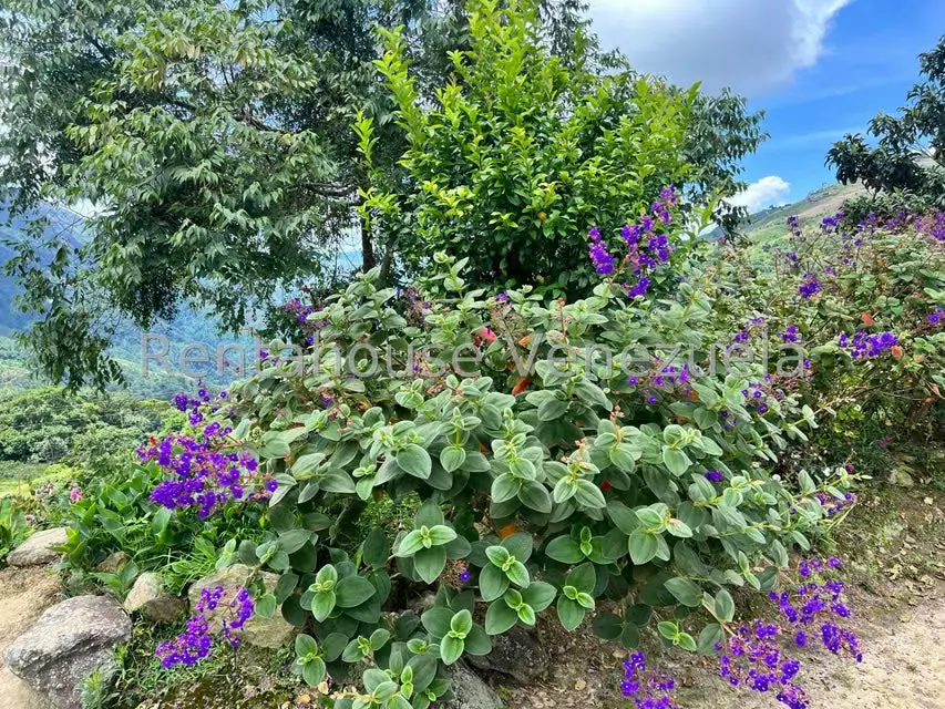 Terreno (Comercial) en Venta en La Colonia Tovar, Aragua - 19