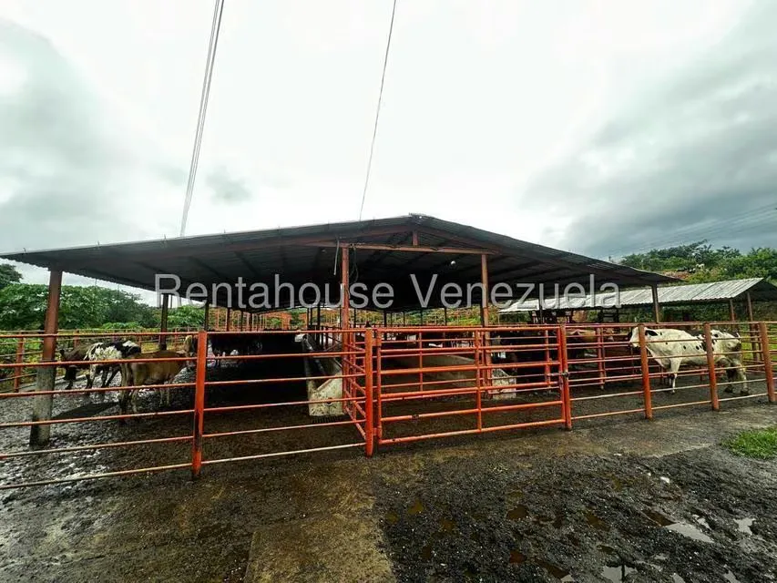 Casa (1 Nivel) en Venta en Cantaclaro, Cojedes - 26