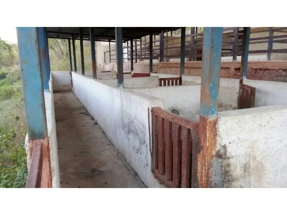 Vendo finca 15626m2 Carabobo - 13