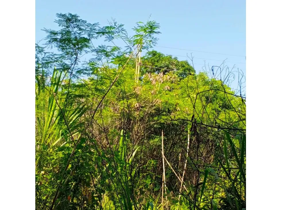 Terreno en venta - La Guaira, Chuspa - 9