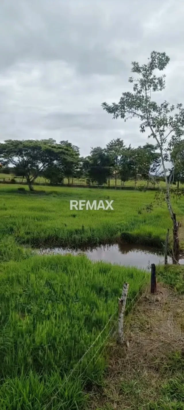 Finca en Tubo Rojo - 46 Hectáreas Ubicación: Sector Tubo Rojo, Asentamiento Campesino Uribante Arauca, - 4