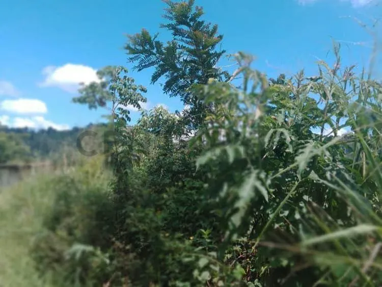 Oportunidad Venta de Terreno en Las Lomas de Sabaneta El Hatillo - 3