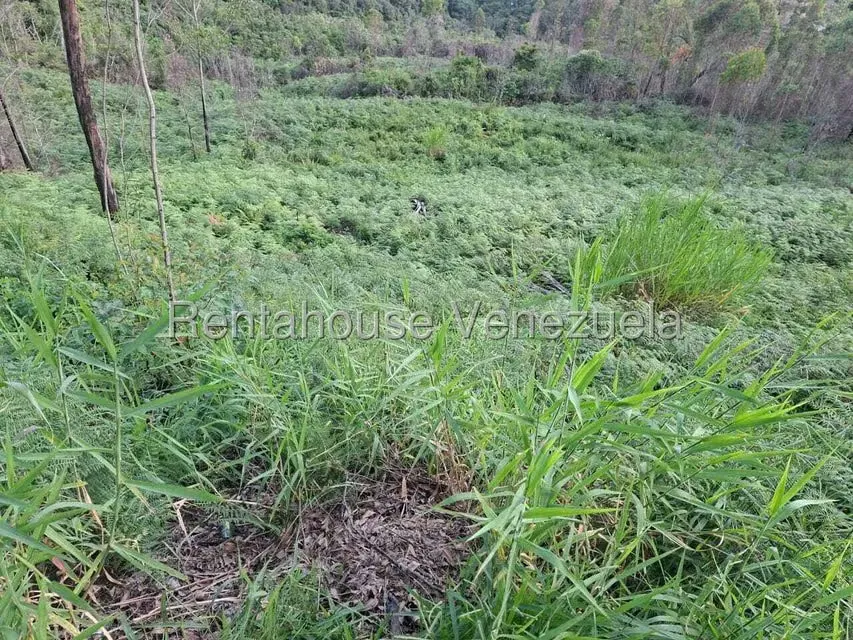 Terreno (Residencial) en Venta en Municipio Carrizal, Miranda - 11